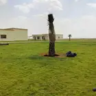 نحن نقوم بقلع الفروخ والجديل وتركيبهن في أنحاء المملكة العرب