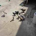 حمام للبيع