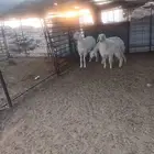 طليان حبص للبيع