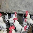 ديكه للبيع