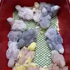 12 فرخ روز غر