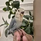 روز اليف عمر شهر ونص