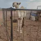قعود للبيع