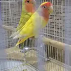 ببغاء روز. (تم البيع)