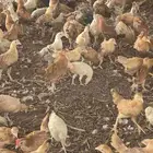 صوص بلدي عمر شهرين واسبوع
