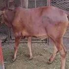 (تم البيع ) حسيل سمين ماشاءالله تبارك الله