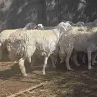 غنم حريه عددها 14