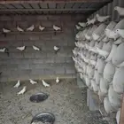 حمام فرنسي جامبو وسوبر