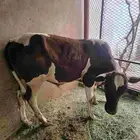 حسيل للبيع