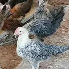 صوص بلدي. للبيع محصن واخذ جميع التحصينات.العدد 120.