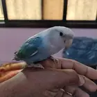 love birds beautiful and hand timeing famela