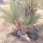 فروخ نخل للبيع