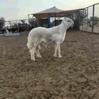 طلي جذع مشروط ضغط عالي