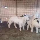طليان للبيع
