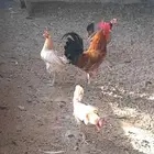 دجاج للبيع