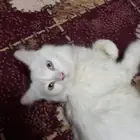 قط للبع