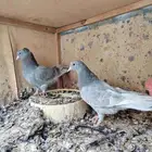 طبات قطايف للبيع(تم البيع)