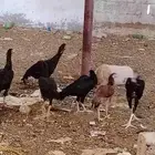 فروخ دجاج باكستاني العمر خمسه شهور و15يوم