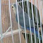 روز للبيع الواحد ب150 نص اليف