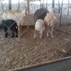 نعاج مناتيج