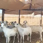 معزا بيشي صنف للبيع