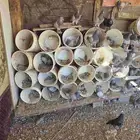 حمام سلفر مع زغليله