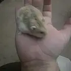 هامستر ونتر