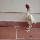 ديك كوشامو بوران فيه كل المواصفات