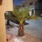 ابوياسين لبيع جميع انواع النخيل البلدي والواشنطن والفسيل
