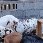 رخلة برابر للبيع