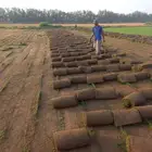 نجيلة c 20 صافي