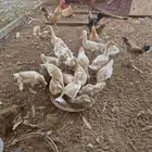 بط بكين للبيع .. بريدة