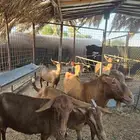 ماعز جنوبي مع الفحل