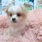 كلب مالتيز بيور