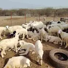 كباشه حري هجين مع رفيدي العدد 42