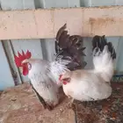 جبنيز كلوبي توب