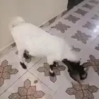 تيس قزم