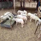رخال لبيع العدد 12 الموقع جيزان إسكان الحصمه