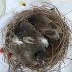 فروخ كشميري احجام قنابل ماشاءالله 350الحبه