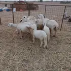 5 سواكنيات يتبعها 5