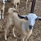 جفره بيشه فاخره