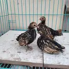 صوص سبرايت تم البيع