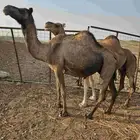 ناقه عادي لقحه
