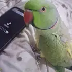 ذكر دره أليف