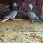 حمام قطيفي خنبي