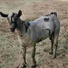 صخل عماني معرف