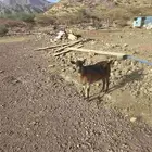 عنز محايليه سمينه ماتضرع للبيع
