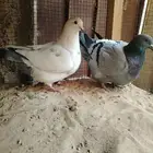 للبيع جوز فرش