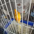 ذكر الكناري جاهز للتزاوج  الصحة