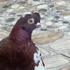 حمام صيني منتج زوج